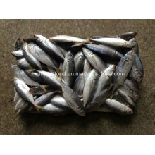 (14-18PCS/kg) New Fish Japanese Jack Mackerel for Sale